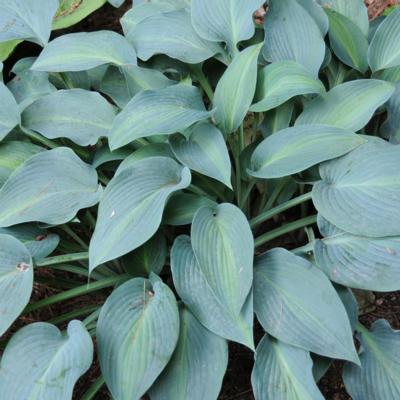 Hosta 'Goldbrook Glimmer'